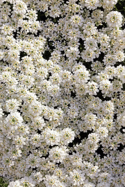 Sandália Sempre Verde Iberis Sempervirens — Fotografia de Stock