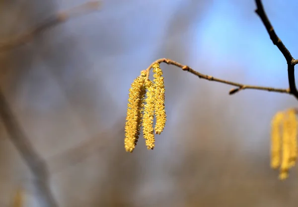 Hermosos Pendientes Abedul Fotografía Cerca — Foto de Stock