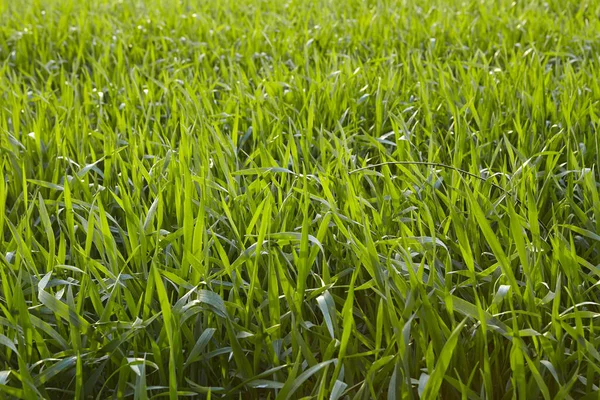 Campo Con Plantas Maíz Plantadas Frescas Tomadas Con Luz Fondo — Foto de Stock