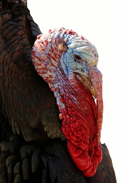 Close Wild Turkey Meleagris Gallopavo Exempted — Stock Photo, Image