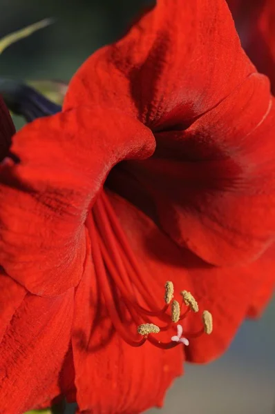 Ампарли Квіткові Пелюстки Цвітіння Флори — стокове фото