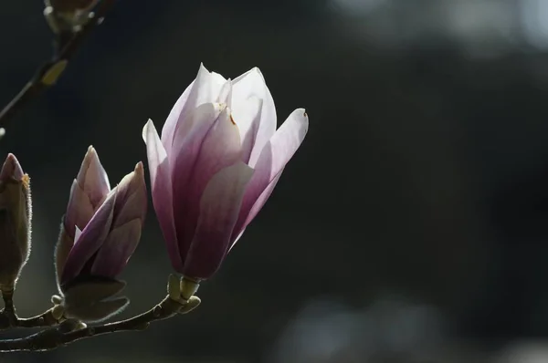 Magnolia Fleurs Sur Arbre Flore Printanière — Photo