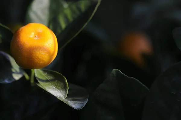 Arancio Fresco Sull Albero — Foto Stock