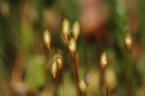 Schöne Botanische Aufnahme Natürliche Tapete — Stockfoto