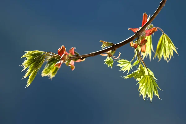 Hermoso Follaje Colorido Otoño — Foto de Stock