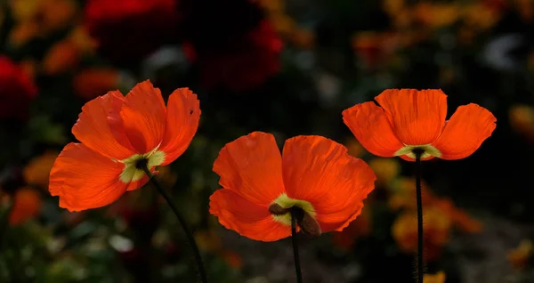 Vista Cerca Hermosas Flores Amapola Silvestre — Foto de Stock