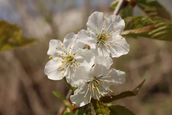 Sakura Třešňový Květ Květiny — Stock fotografie