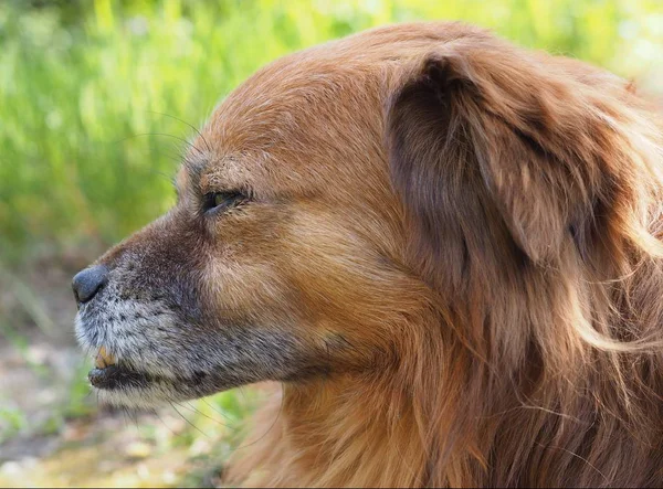 Retrato Perros Animal Compañía —  Fotos de Stock