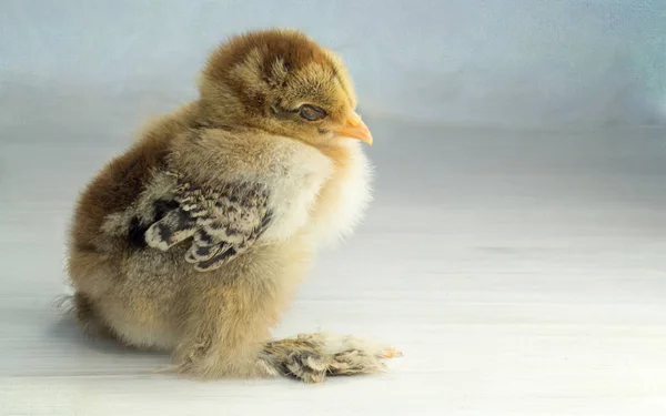 Brahma Chick Partridge Blue Banded — Stock Photo, Image