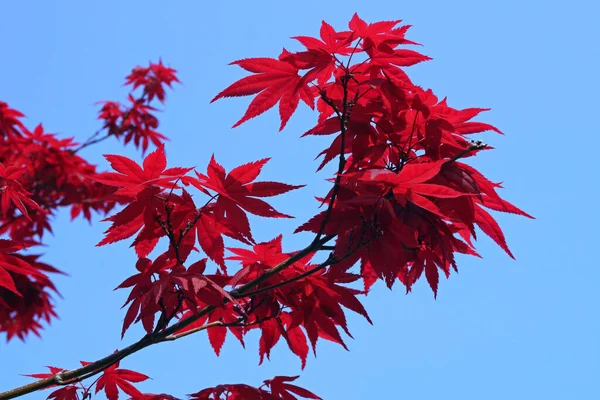 Branch Red Maple Field — Stock Photo, Image