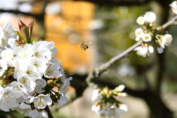 Schöne Blumen Blumiges Konzept Hintergrund — Stockfoto