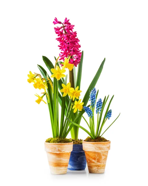 Весняні Квіти Квіткові Горщики Нарцисом Гіацинтом Мускарі Ізольовані Білому Тлі — стокове фото