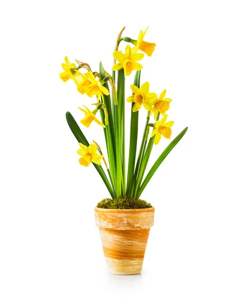 Весняні Квіти Квітковий Горщик Невеликими Жовтими Нарцисами Ізольовані Білому Тлі — стокове фото