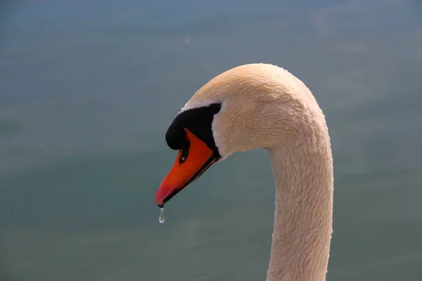 Festői Kilátás Fenséges Hattyú Természetben — Stock Fotó