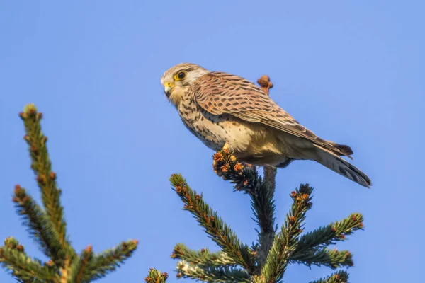 Turmfalke Sienta Estación — Foto de Stock