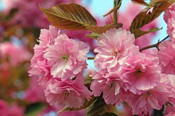 Rosa Blüten Der Blütenkirsche Prunus Serrulata — Stockfoto