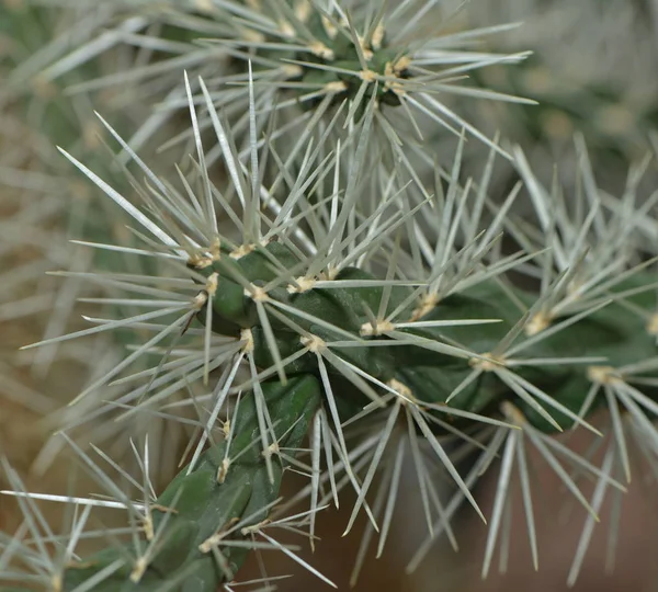 Tropische Pflanze Botanische Flora Kaktus — Stockfoto