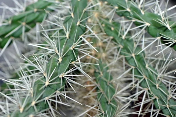 熱帯植物サボテン植物植物 — ストック写真