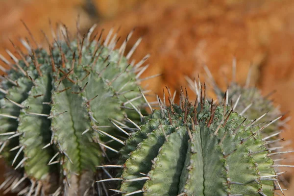Planta Tropical Flora Botánica Cactus —  Fotos de Stock