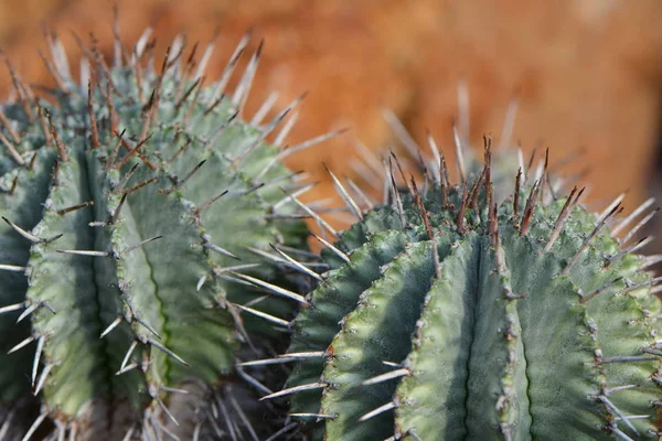 Planta Tropical Flora Botânica Cacto — Fotografia de Stock