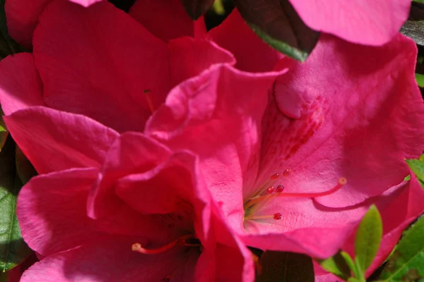 Camellia Blossom Flower Petals — Stock Photo, Image