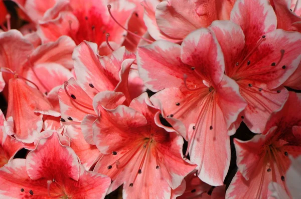 Kamelienblüten Blütenblätter — Stockfoto