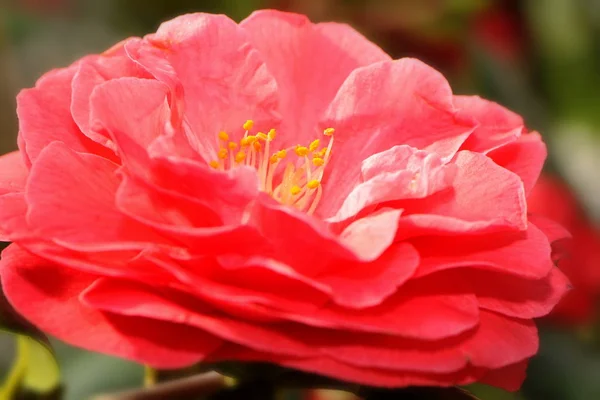 Płatki Kwiatów Kamelii — Zdjęcie stockowe