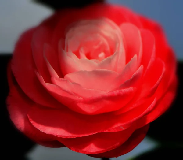 Camellia Blossom Flower Petals — Stock Photo, Image