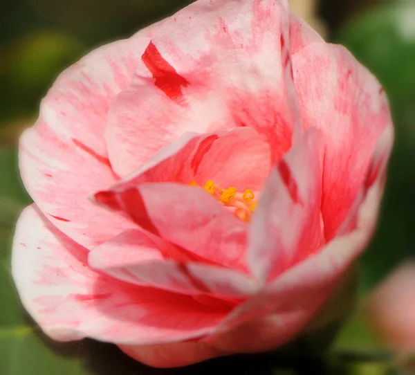 Camellia Blossom Flower Petals — Stock Photo, Image