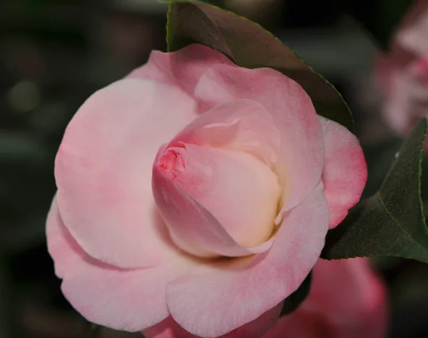 Kamelienblüten Blütenblätter — Stockfoto