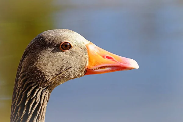 Scenic View Goose Bird Nature — Stock Photo, Image