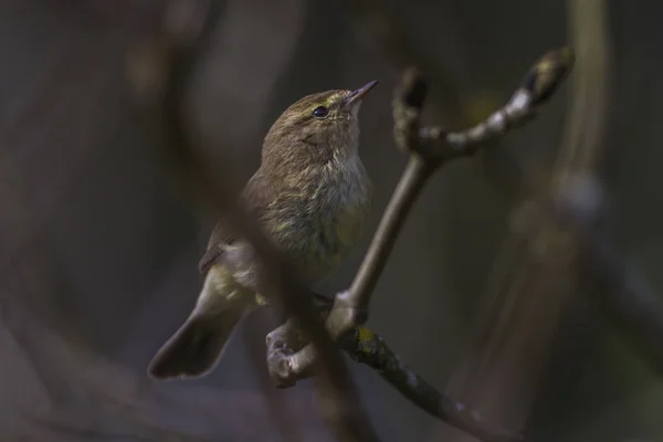 Zilpzalp Așezat Ramură — Fotografie, imagine de stoc