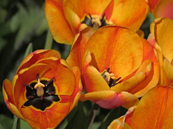 Vista Hermosas Flores Primavera — Foto de Stock