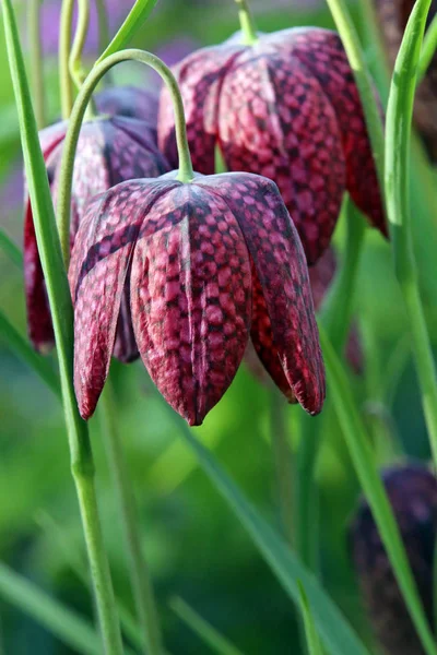 Schack Blomma Fritillaria Meleagris Blommar April — Stockfoto