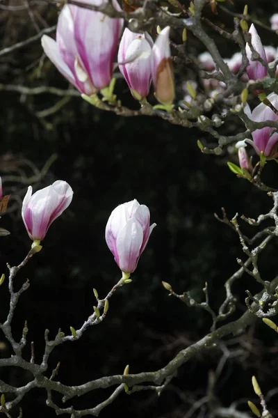 Magnolienblütenblätter Blühen Frühlingsflora — Stockfoto