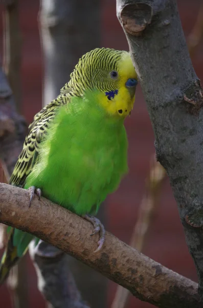 Vista Cênica Papagaios Budgerigar Coloridos — Fotografia de Stock