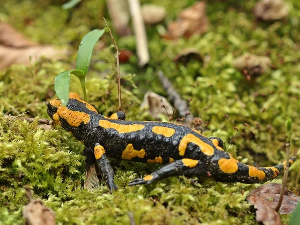 Salamandra Incendios Parque Nacional Kellerwald —  Fotos de Stock