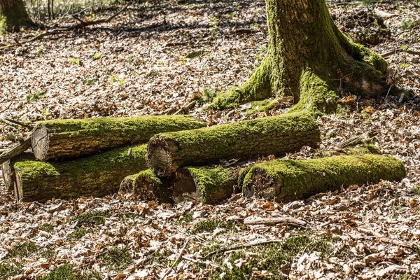 Starý Dřevěný Plot Lese — Stock fotografie
