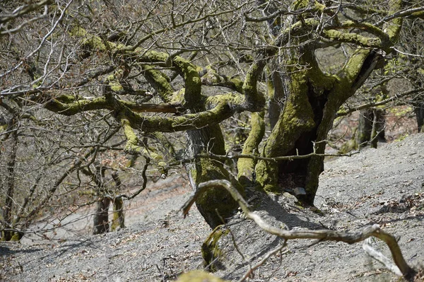 1000 전까지 거슬러 올라가는 참나무들은 에데르 리하르트 Kahlehardt 의가파른 경사지에 — 스톡 사진