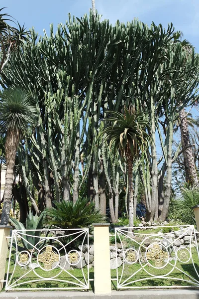 Mediterrane Tuin Sorrento — Stockfoto