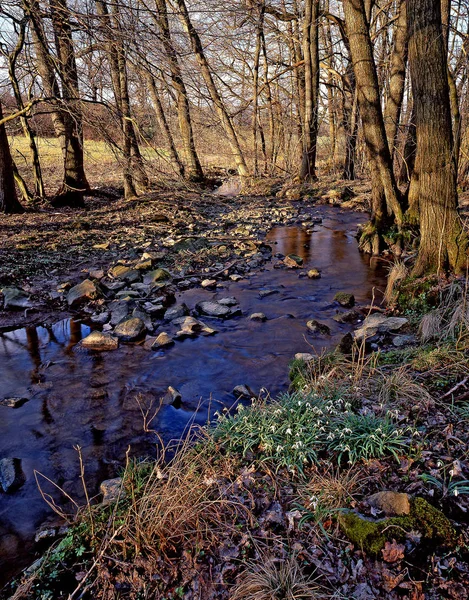 Białe Wiosna Małe Kwiaty Śniegu Galanthus Nivalis — Zdjęcie stockowe