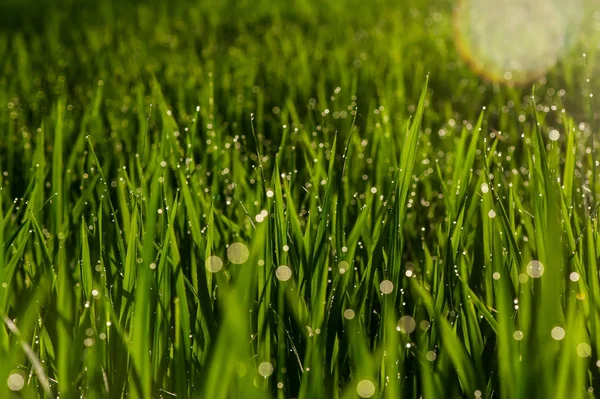 Grass Dew Drops Raindrop — Stock Photo, Image