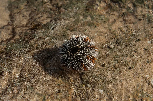 Sea Urchin His Needles Being Ready Defend White Yellow Colored — Stock Photo, Image