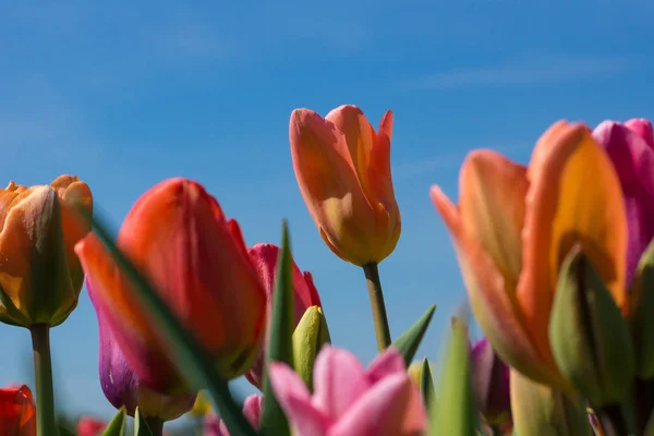 Tulips Field Blue Sky — Stock Photo, Image