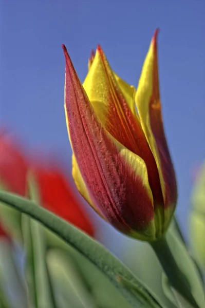 Nahaufnahme Einer Gelb Roten Tulpe — Stockfoto