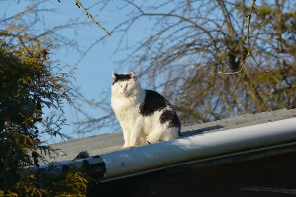 Heißes Kätzchen Auf Dem Blechdach — Stockfoto