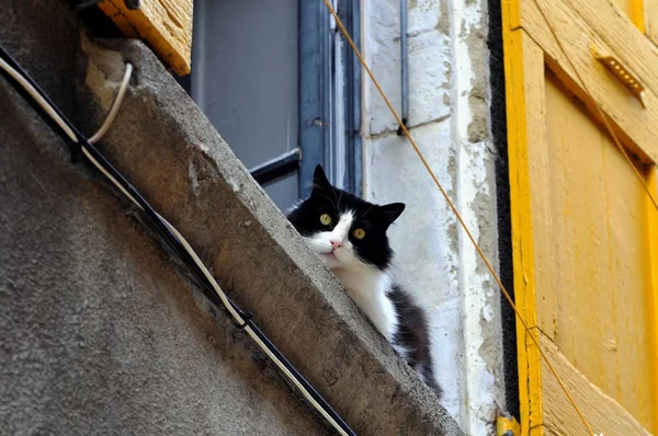 Kočka Okna — Stock fotografie