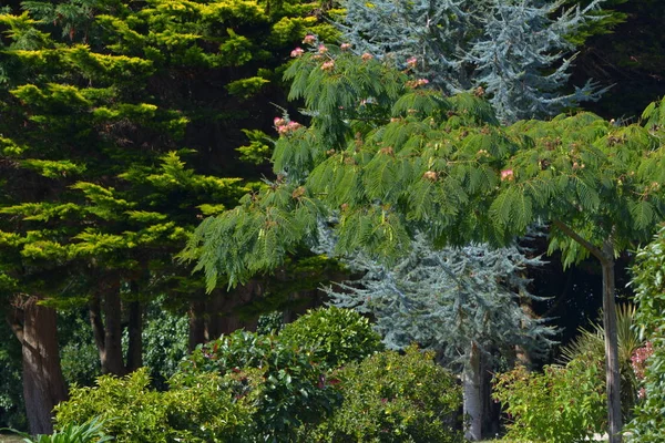 Doğa Ağaçları Çevre Botanik — Stok fotoğraf