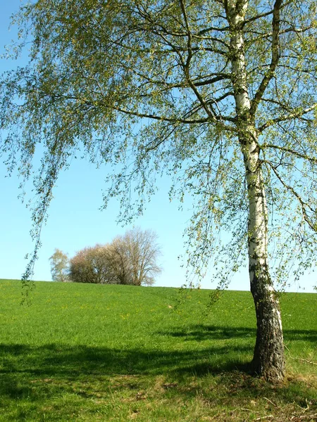 Birke Auf Der Frühlingswiese — Stockfoto