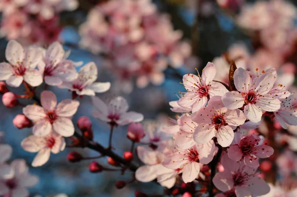 Cherry Blossoms Spring Tree Flowers Branches — Stock Photo, Image